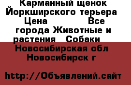 Карманный щенок Йоркширского терьера › Цена ­ 30 000 - Все города Животные и растения » Собаки   . Новосибирская обл.,Новосибирск г.